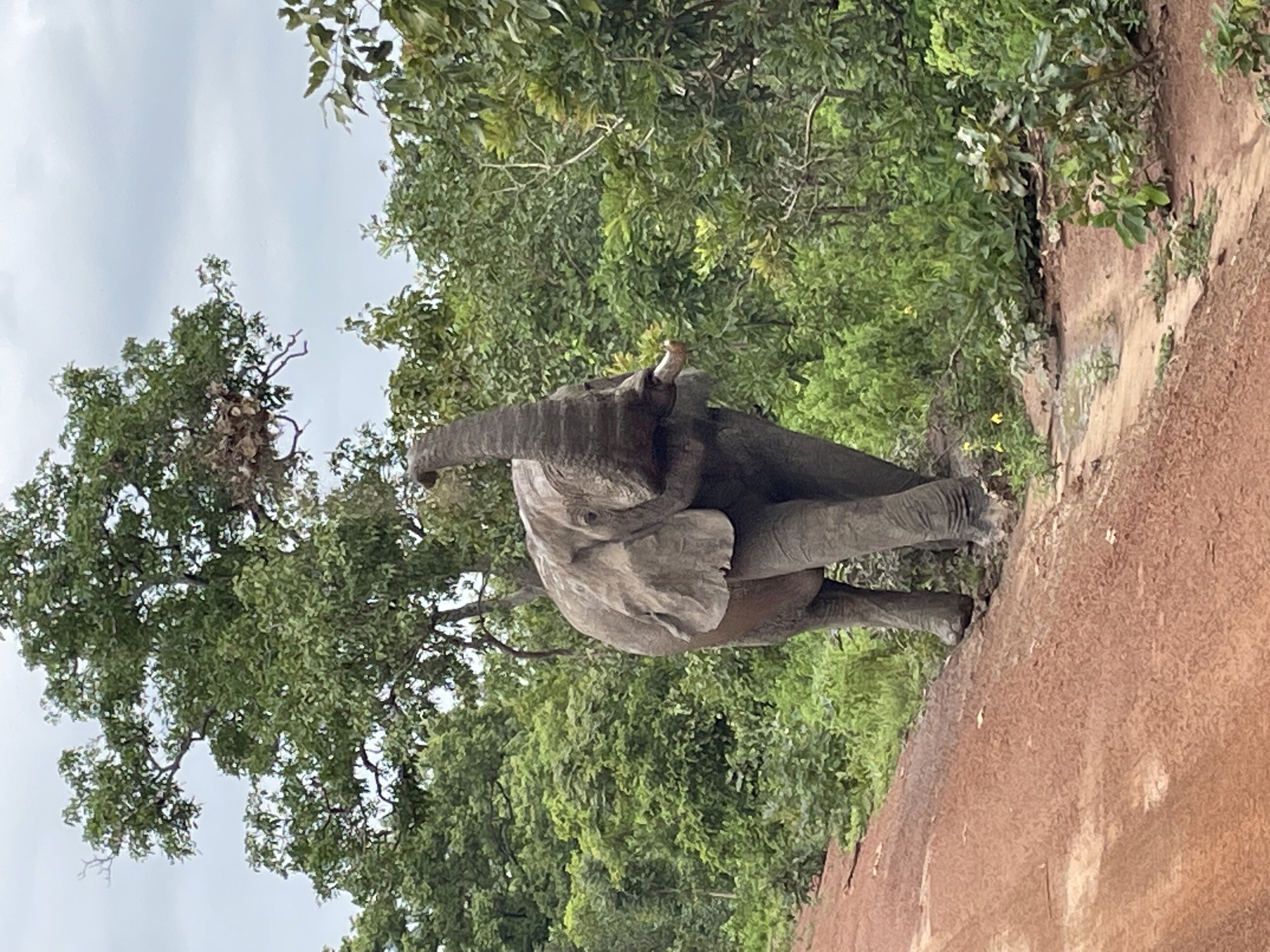 Safari