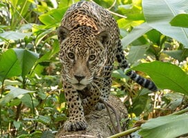 Katie, one od the rescued jaguars in CIWY 